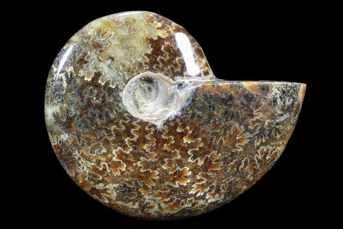 Polished, Agatized Ammonite (Cleoniceras) - Madagascar #88068